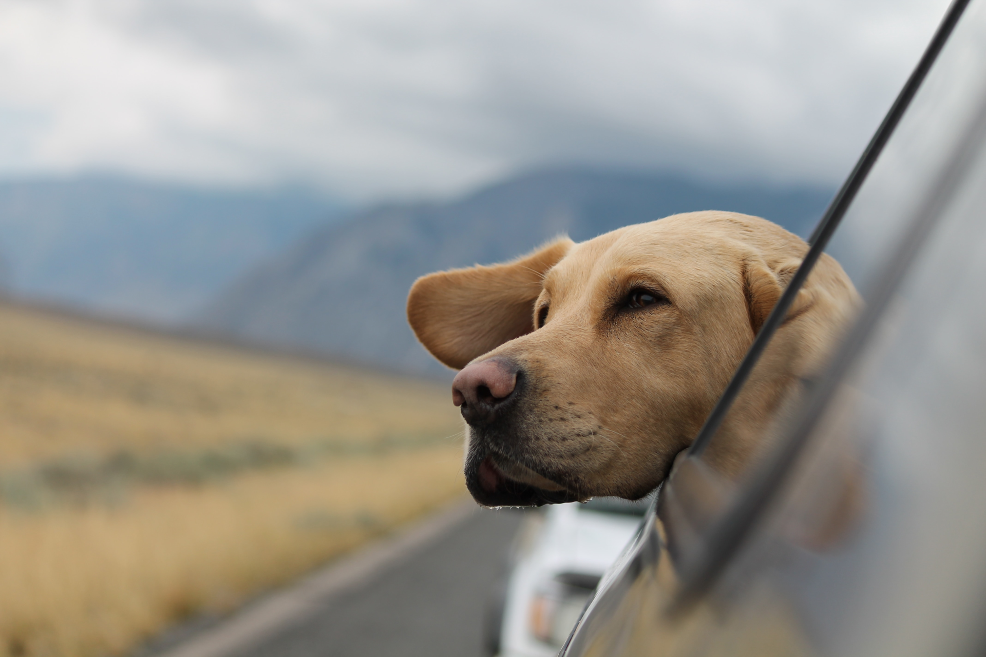 I looked in the side mirror to find my uncle’s dog’s lips just flopping all around. I quickly and dangerously held my camera out the window while trying not to laugh. I love the action that the tilt brings to the picture.