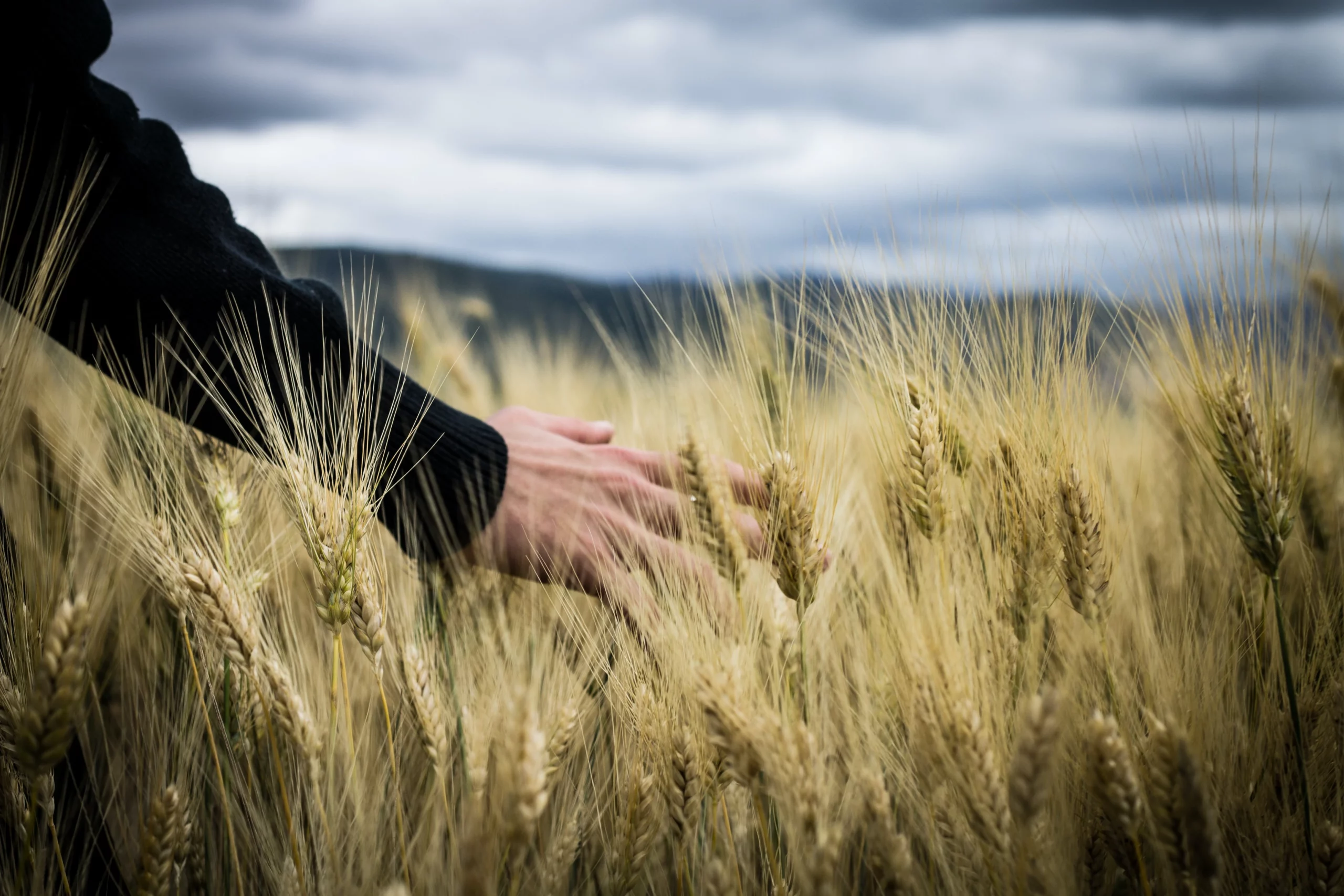 Photo of a Person's Hand Touching Wheat Grass